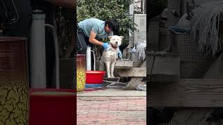 Guy Giving a Bath to His Dog Outside