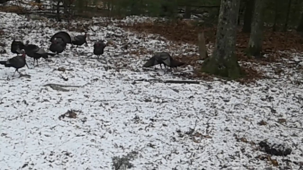 Two male turkeys fight Pt 2 - YouTube