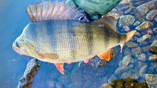 Baarzen Zijn Gek Op Deze Rig Reelycatchy