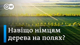 Як дерева можуть врятувати врожаї фермерів | DW Ukrainian