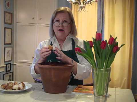 Video: Bagaimana Anda menanam tulip di Texas?