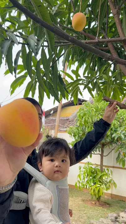PANEN MANGGA GEDONG GINCU😍 #panen #buah