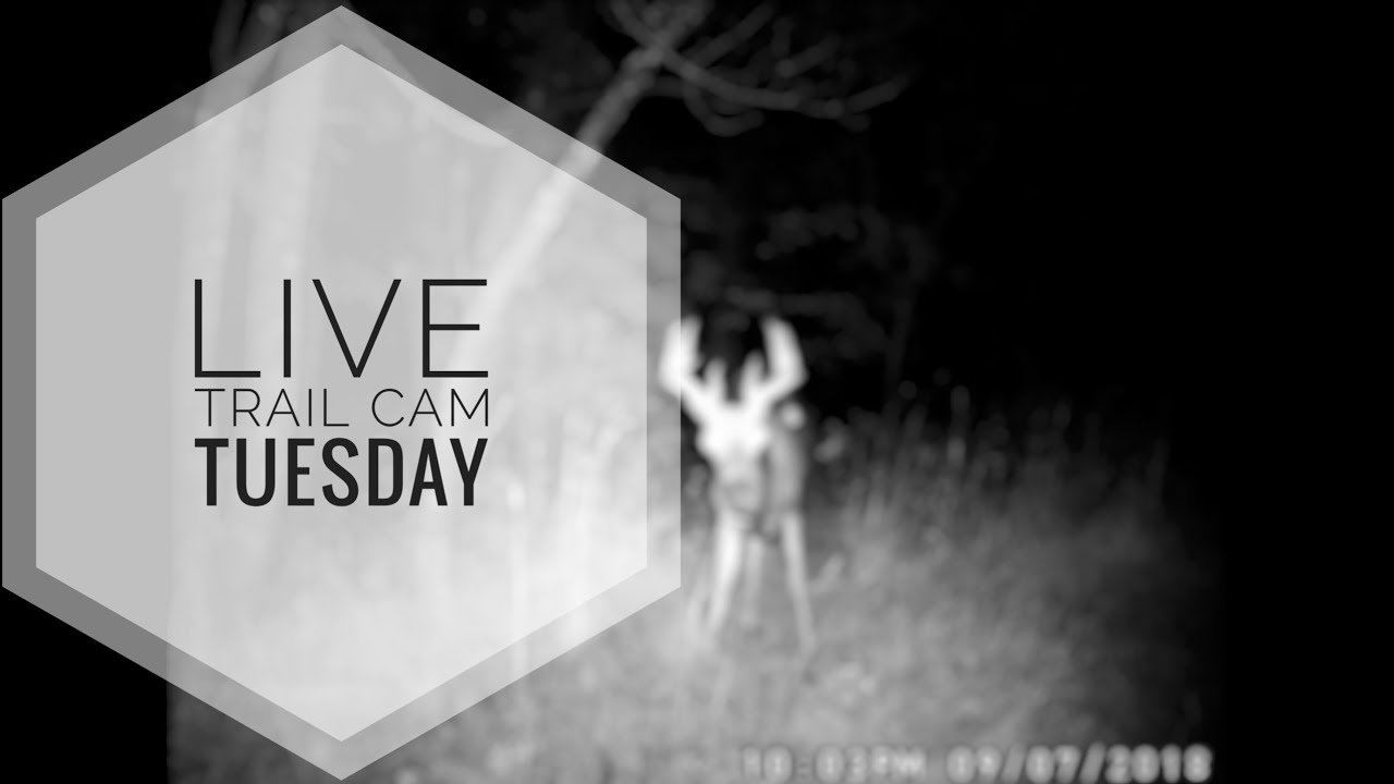 Trail Cam Tuesday! LIVE! (on monday)