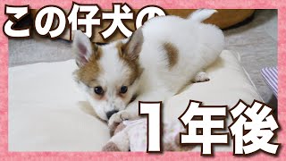 【雑種保護犬の仔犬】３ｋｇだった仔犬の一年後の体重