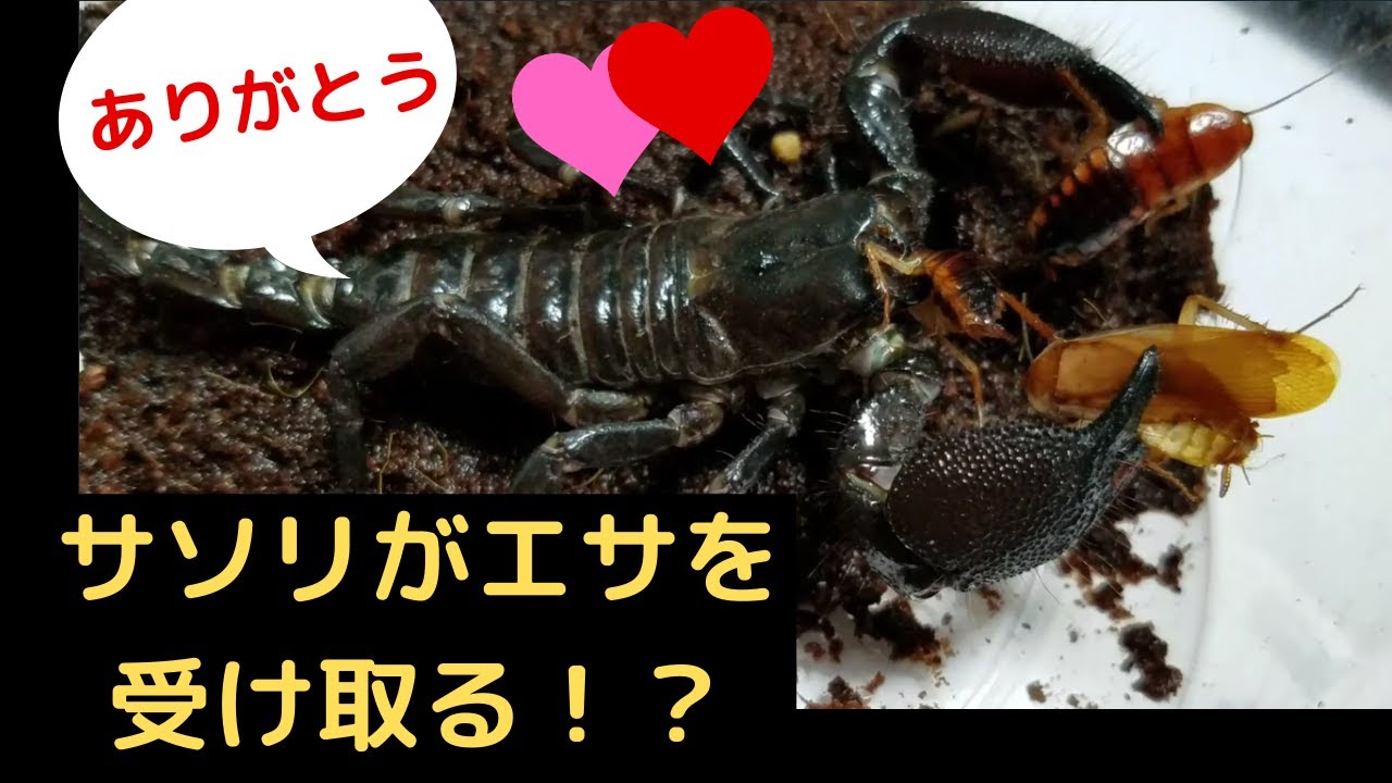 初心者におすすめのサソリ4種類 虫の森