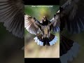 Bird Faked a Jaguar Attack Call to Steal other's .....