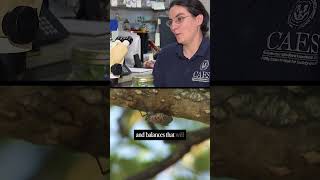 Spotted lanternflies are swarming Connecticut. Will nature fight back? | NBC Connecticut