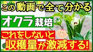 これ本で全て分かる♪長くたくさんオクラを収穫する最強の育て方植え付け収穫までの失敗しない栽培のコツを徹底解説【初心者・プランター栽培】