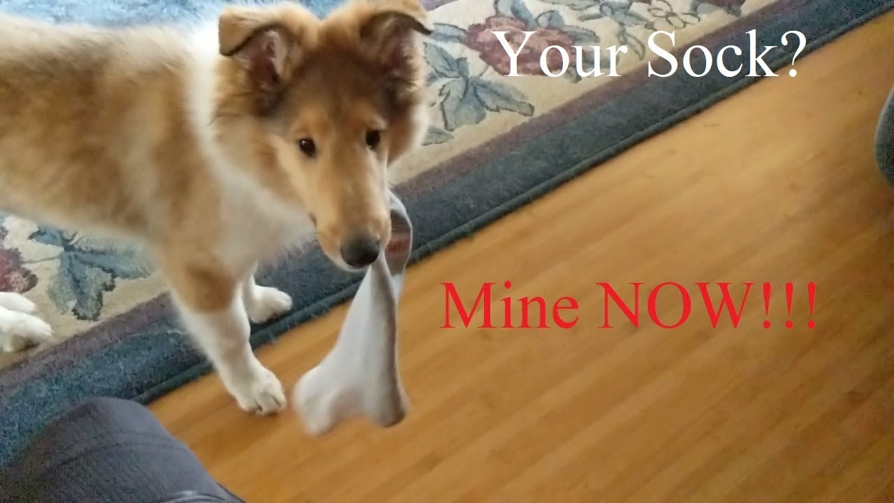 Collie Puppy Celebrates Sock Theft! Captions Included! YouTube