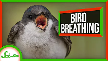 What is the function of air sacs in birds?