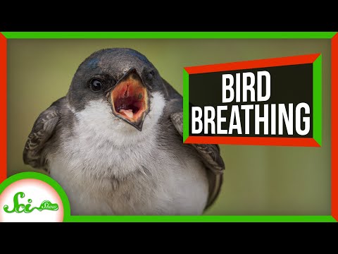 Reptiles&rsquo; Breathing Hack Helped Birds Dominate the Air