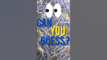 DidYouGuessIt SubscribeForNextChallenge #MindChallenge #guess what #MicroscopeFun #Macro # yourGuess