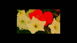 Don't Forget to Love-Sonic Cloud