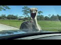 Ostrich Hits Car With Beak - 1504011