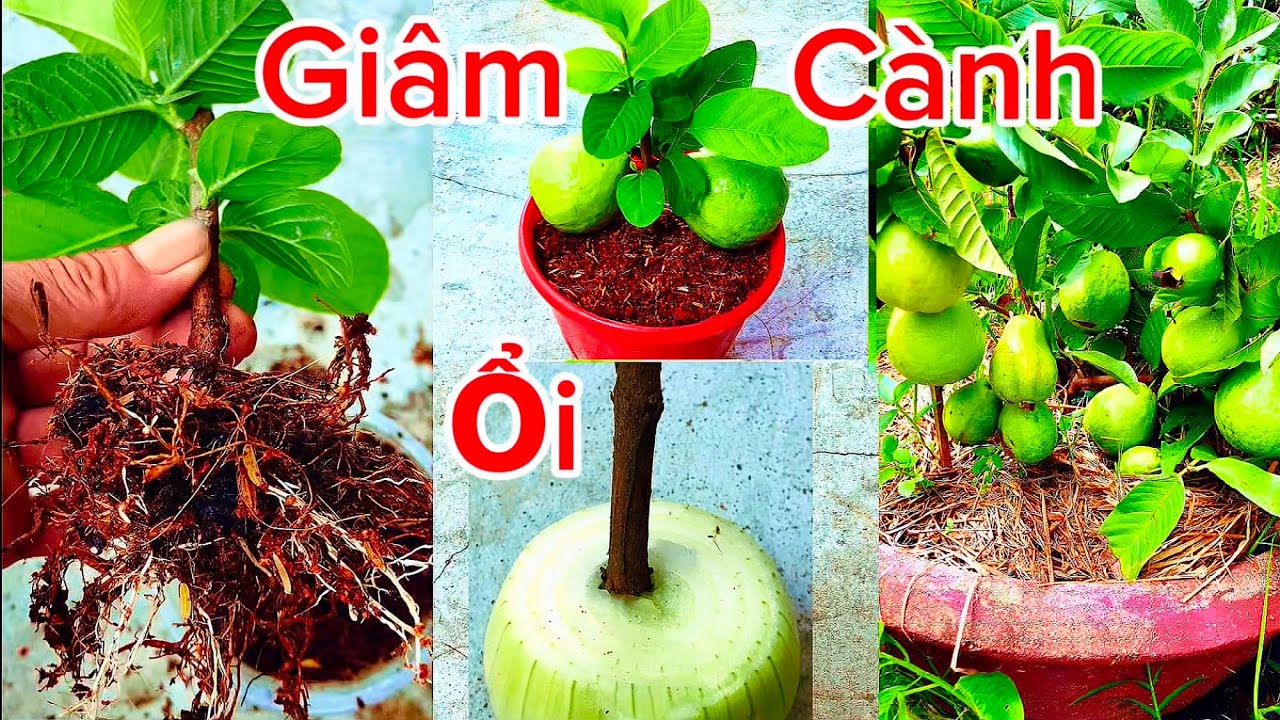 Chỉ cần một củ hành Tây cành ổi giâm ra rễ ngay lập tức