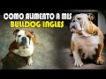 COMO ALIMENTO A MIS BULLDOG INGLES