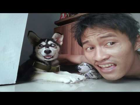 Dari Kecil Hingga Keguguran. Husky Mix Belgian Malenois #VLOG03