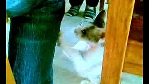 Video 10938801: devon rex kitten