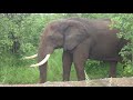 Elephant Grazing in Kruger Park