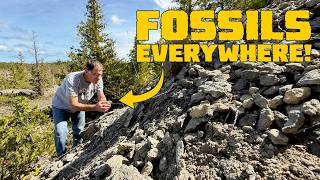 If You Like Fossils, You'll Love this Michigan State Park