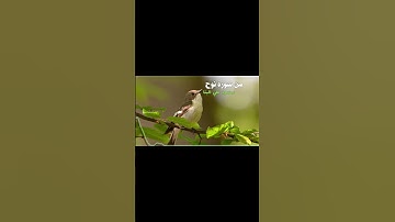 من سورة نوح | القارئ : محمود علي البنا