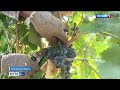 На Дону увеличилось производство винограда