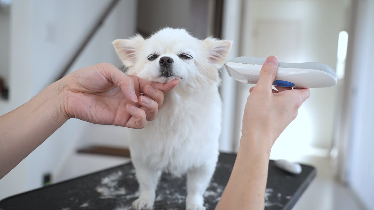 11年前、チワワのトリミング中に妻がある決断をしました。