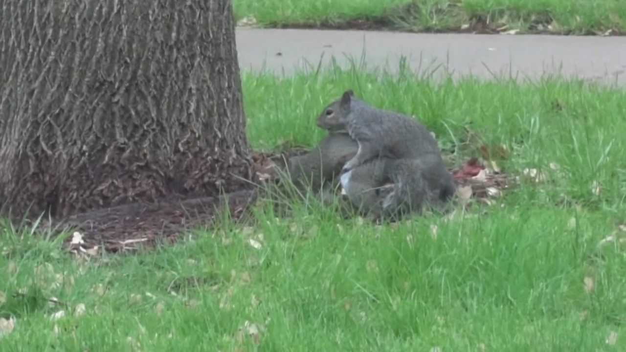 When do squirrels mate?