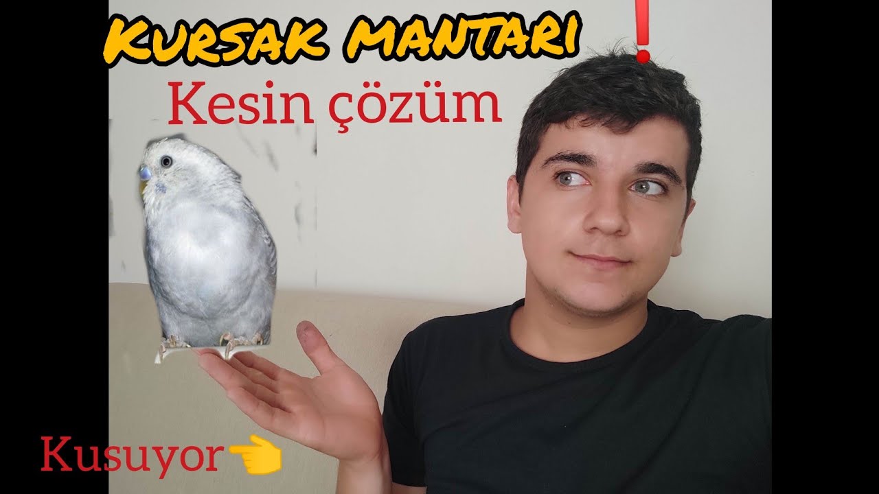 Kursak mantarı Kesin Çözüm ❗ Muhabbet kuşum kusuyor ? ❗ #muhabbetkuşuhastalık