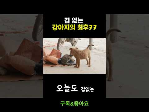 겁 없는 댕댕이의 최후 ㅋㅋ #웃긴영상 #강아지 #고양이