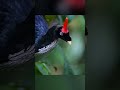 The Horned Guan: A Rare Resident of the Mexican and Guatemalan Forests