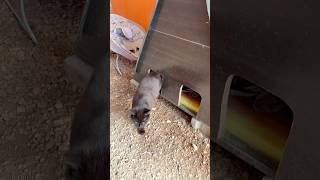 Pati Mamba Cat