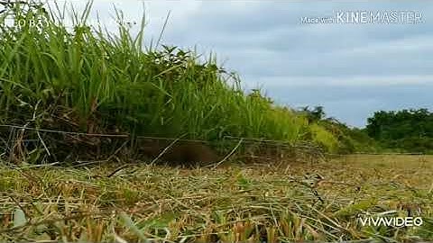 Tiếng chồn đèn chuẩn đánh bẫy cực nhạy