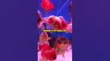 Goldfish Have Better Memories Than You Think! 🐠🧠 Forget the 3-Second Myth! 🤯 #Goldfish #AnimalFacts