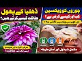 How to vaccinate chicks ! How to Protect Dahlia Flowers ! Green Hills Life 