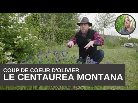 Vidéo: Le cerf centaurea montana est-il résistant ?