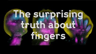 The surprising truth about fingers
