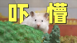 The new hamster lives with three fat cats