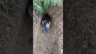 The natural way to keep baby rabbits is in a hole in the ground. Bunny