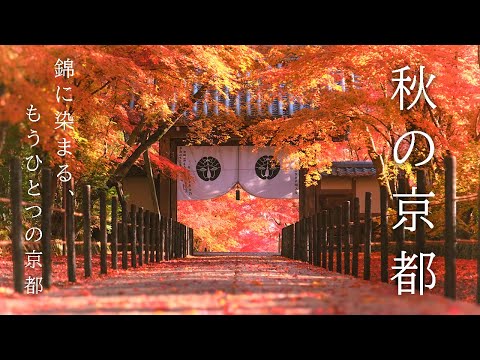 【保存版】 “原色” 紅葉絶景10選🍁西山編