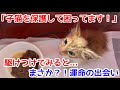 目を疑った！行き場のない子猫との出会い