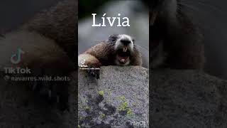 Marmota Falante - Lívia