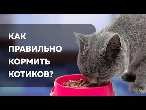 Чим годувати котів?