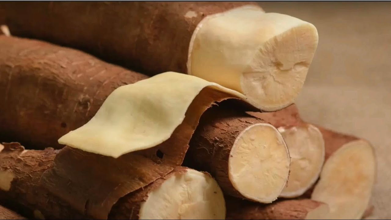 Mandioca ganha novas variedades, mais produtivas e saborosas