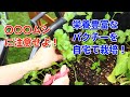 パクチーを家で栽培するコツ！〇〇〇ムシに要注意・・・【豆知識】