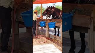 Amish horses