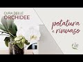 Orchidee - potatura e rinvaso