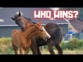 Rising Star⭐ gets stronger! He starts to fight | Friesian Horses