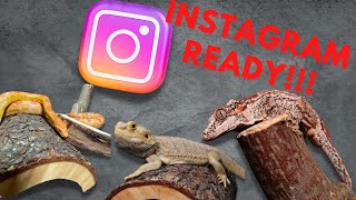 How to take Instagram photos of your animals on a budget! ($30 or less) by All around reptiles 327 views 1 year ago 12 minutes, 4 seconds