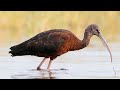 Nikon d500 wildlife photography  how to click super sharp photos